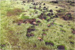 Eriocaulon odoratum